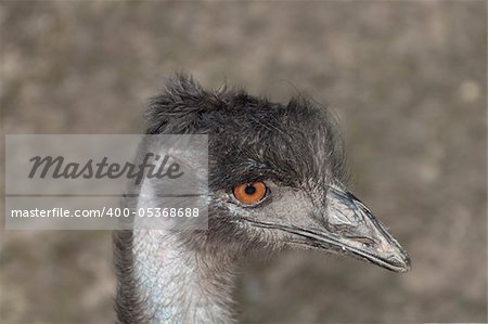 ostrich portrait, close-up head