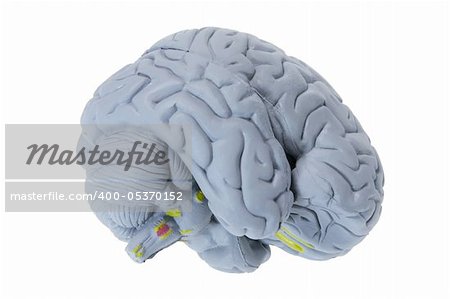 Brain Specimen on White Background