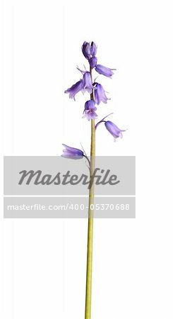 Single stem of blue English bluebells (Hyacinthoides non-scripta) against a white background