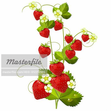 Ripe red strawberry isolated on white background