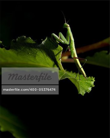 A green praying mantis insect is standing on a leaf on a black background.