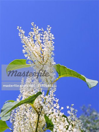 Inflorescences of herb plant with small white flowers blooming in autumn