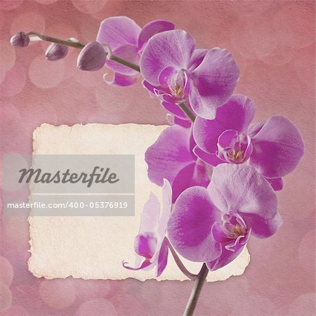 Vintage card with orchid in pink colors