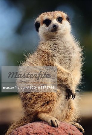 Meerkat sitting on top of a clay heap, looking at the camera