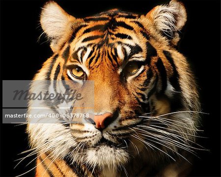 Portait of a majestic Sumatran tiger over black