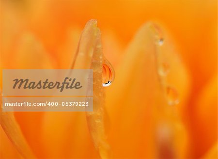 Macro of a droplet on a flower petal; the flower can be seen refracted inside the droplet