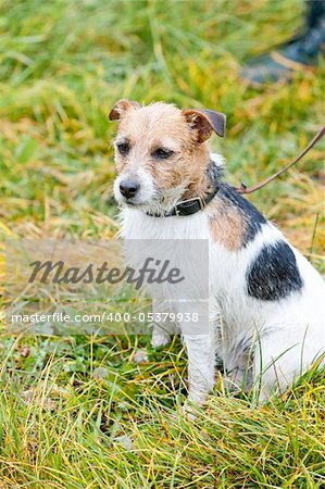 dog sitting on meadow