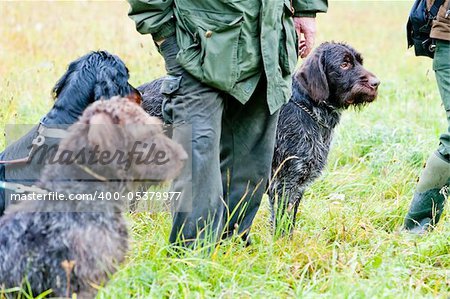 chiens de chasse avec hunter