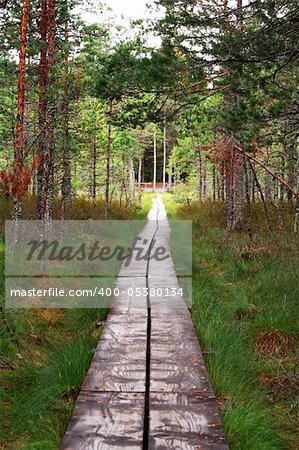 Track maded from wooden planks lead through forest
