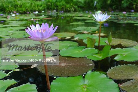 Twin lotus in pond.