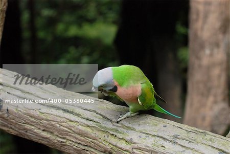 The Beautiful Parrot on the tree in the forest