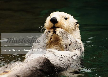 Arctic tundra white otter eating fish with contempt in water