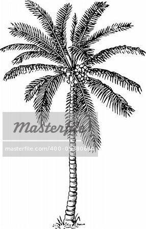 Palm isolated on white