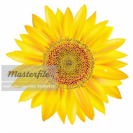 Sunflower Petals Closeup, Isolated On White Background, Vector Illustration