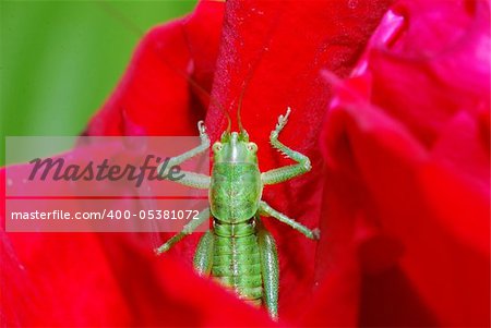 green grasshopper comes from red bloom