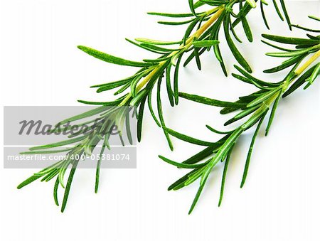 fresh rosemary green sprigs over white background