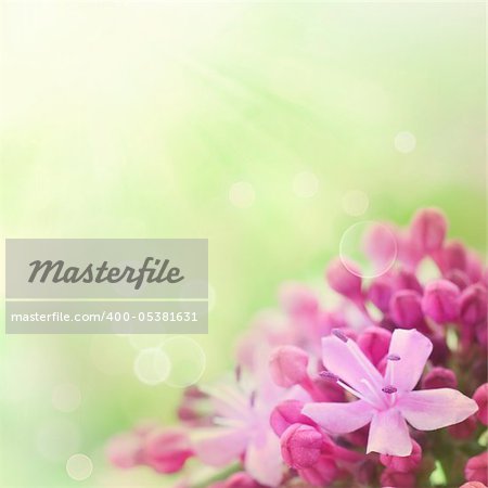 Beautiful abstract floral background with pink flower buds and defocused lights. Border design in pink and green