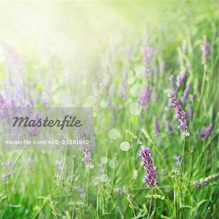 Lavender field floral  summer or spring background. Field with lavender flowers and beautiful bokeh lights