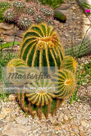 Cactus on background of tropical plants and stones