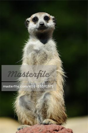 A meerkat staring at you with watchful eyes