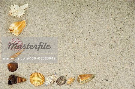 Corner with many different seashells.
