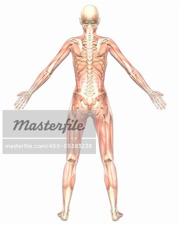 A illustration of the rear view of the female muscular anatomy, semi transparent showing the skeletal anatomy. Very educational and detailed.