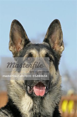 The portrate of east shepherd dog