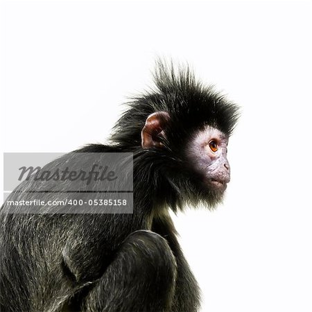 An image of a black ape with orange eye