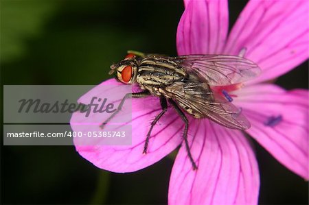 Blowfly (Calliphoridae) on a flower