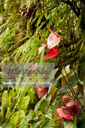 Anthurium Red (Flamingo Flower, Boy Flower) in Dense Tropical Rain Forest