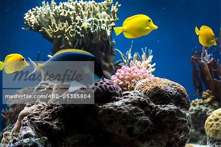 aquarium with colorful tropical fish and corals