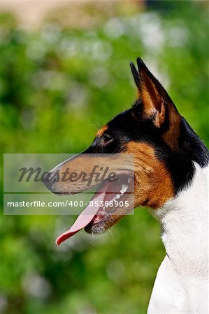 The Basenji is a breed of hunting dog that was bred from stock originating in central Africa. Most of the major kennel clubs in the English-speaking world place the breed in the Hound Group; more specifically, it may be classified as belonging to the sighthound type. The Federation Cynologique Internationale places the breed in Group 5, Spitz and Primitive types, and the United Kennel Club (US) pl