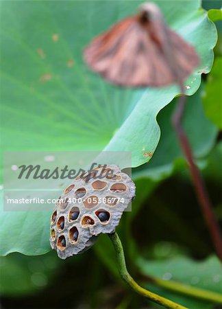 Lotus Pod