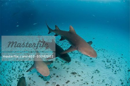 Sharks swimming over the sea bed, Bahamas