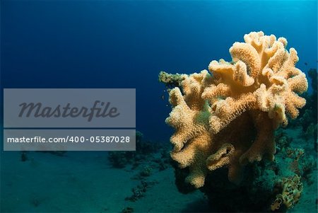 Close up on Mushroom Coral, Dahab, Egypt