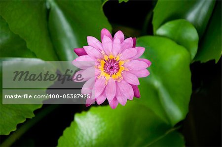 Single pink lotus