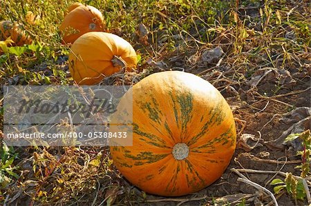 Big pumpkins ripe fruit in the garden among the dried weeds
