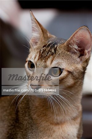 Portrait de chat abyssin