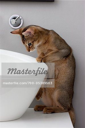 Abyssinian Cat Looking into Sink