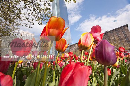 Tulipes dans un jardin, Copley Place, Boston, Suffolk County, Massachusetts, USA