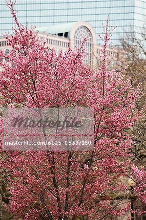 Kirschblüte in Boston Public Garden, Boston, Massachusetts, USA