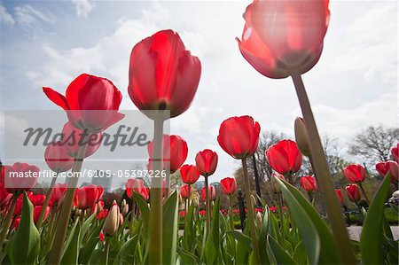 Rote Tulpen im Boston Public Garden, Boston, Massachusetts, USA