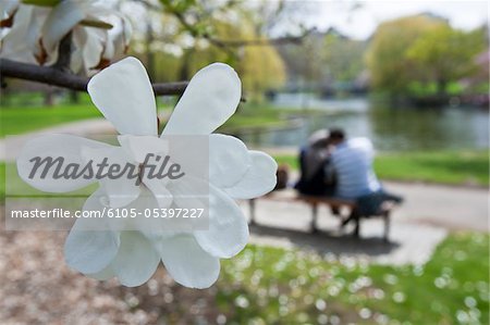 Cherry blossoms with romantic couple in public park, Boston Public Garden, Boston, Massachusetts, USA