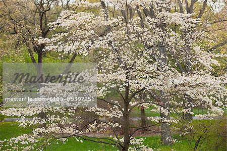 Cornouiller fleurissant dans l'Arboretum Arnold, Jamaica Plain, Boston, Massachusetts, USA