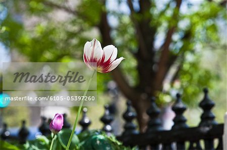 Close-up of a tulip, Beacon Hill, Boston, Massachusetts, USA