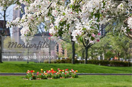 Fleurs floraison sur pommier en fleurs, Christopher Columbus Waterfront Park, North End, Boston, Massachusetts, USA