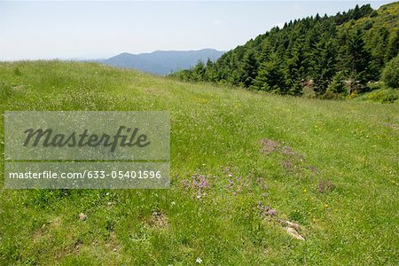 Meadow with wildflowers