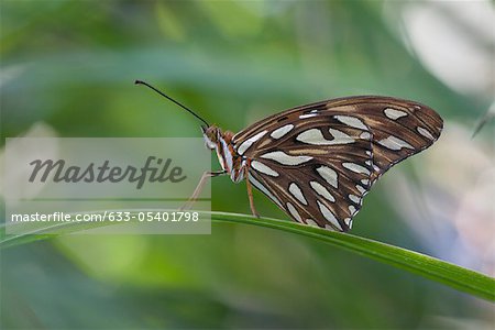 Papillon nacré du Golfe sur la lame de feuille