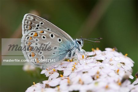 Adonis blue (Polyommatus bellargus) butterfly