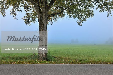 Lone Tree, Forggensee, Ostallgau, Bavière, Allemagne